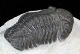 Detailed Austerops (Phacops) Trilobite #40138-3
